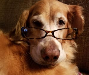 Visiting a dog psychic